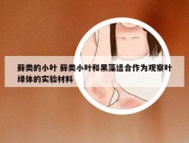 藓类的小叶 藓类小叶和黑藻适合作为观察叶绿体的实验材料